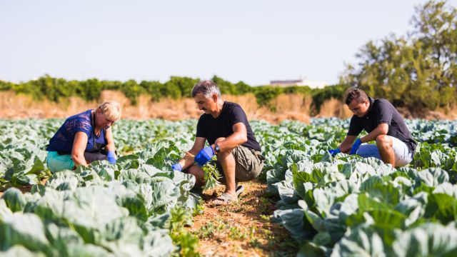 Três pessoas colhem hortaliças em uma plantação, ajoelhadas entre fileiras de plantas verdes, sob luz natural ao ar livre.